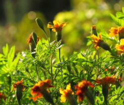 Bild_Tagetes_gegen_Nematoden_3