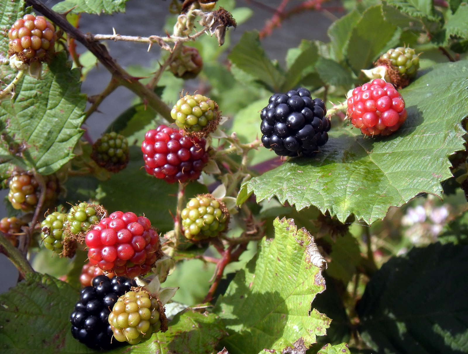 Brombeeren schneiden Anleitung zum richtigen Schnitt Plantura