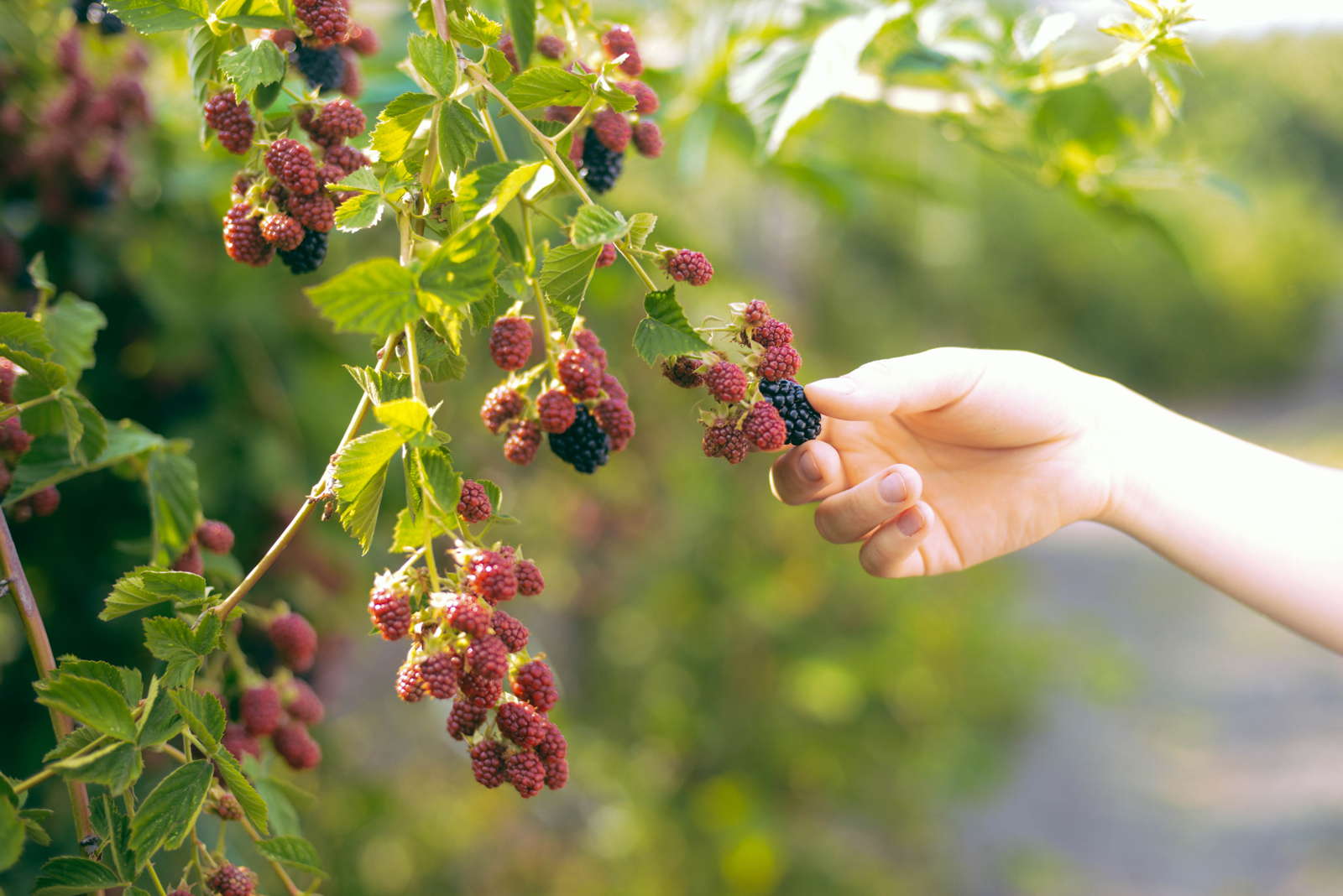 Brombeeren schneiden: Tipps zum richtigen Schnitt