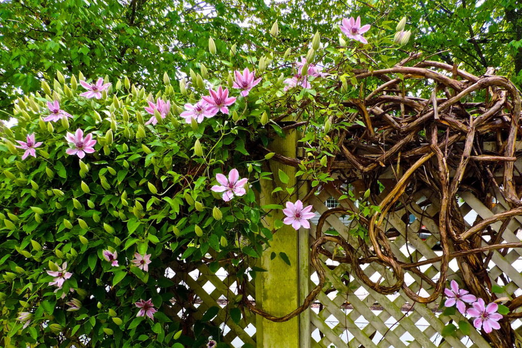 Clematis rosa an Zaun
