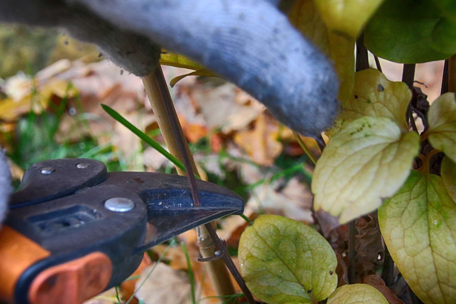 Clematis Schneiden Tipps Vom Experten Plantura