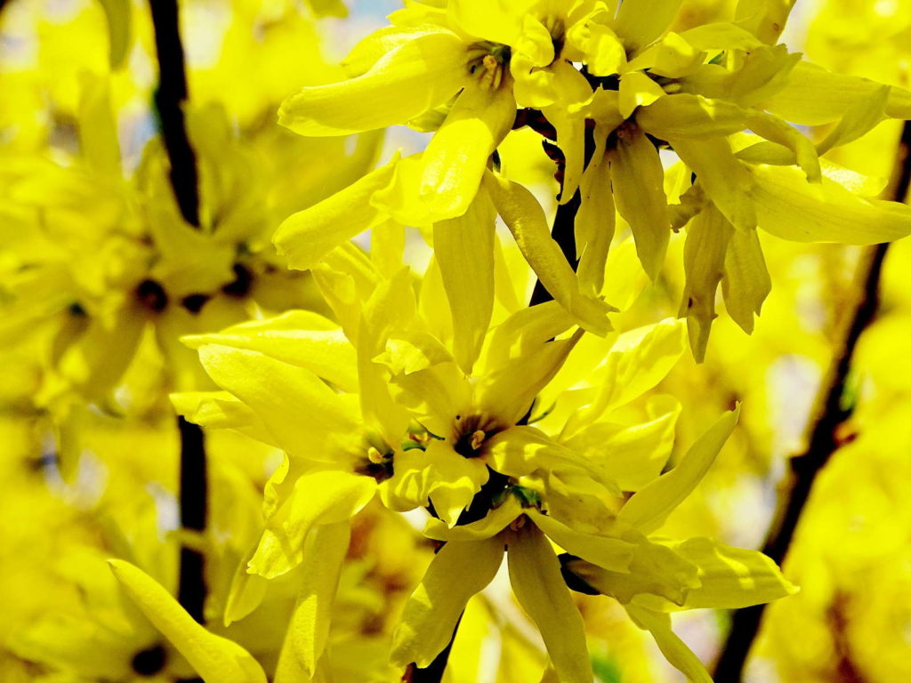 Forsythie Ast gelbe Blüten