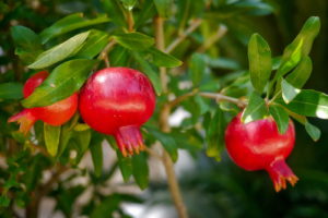 Granatapfel
