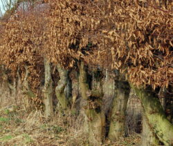 Hainbuchenhecke