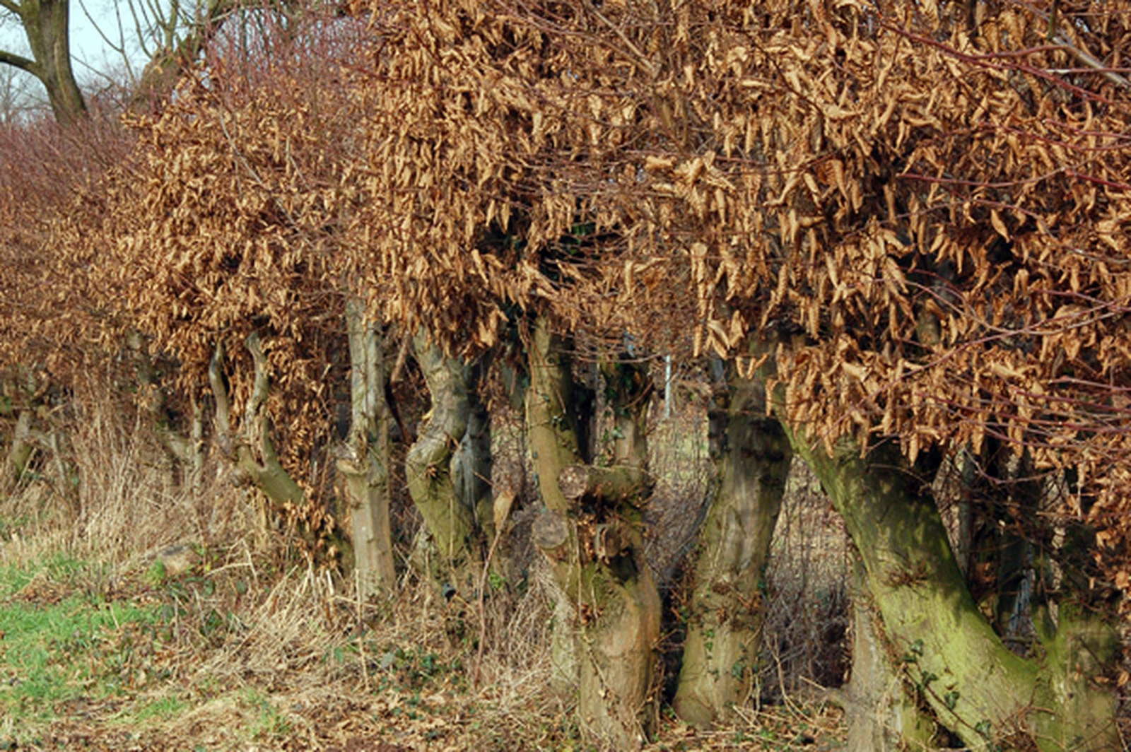 Buchenhecke schneiden Zeitpunkt & Plantura