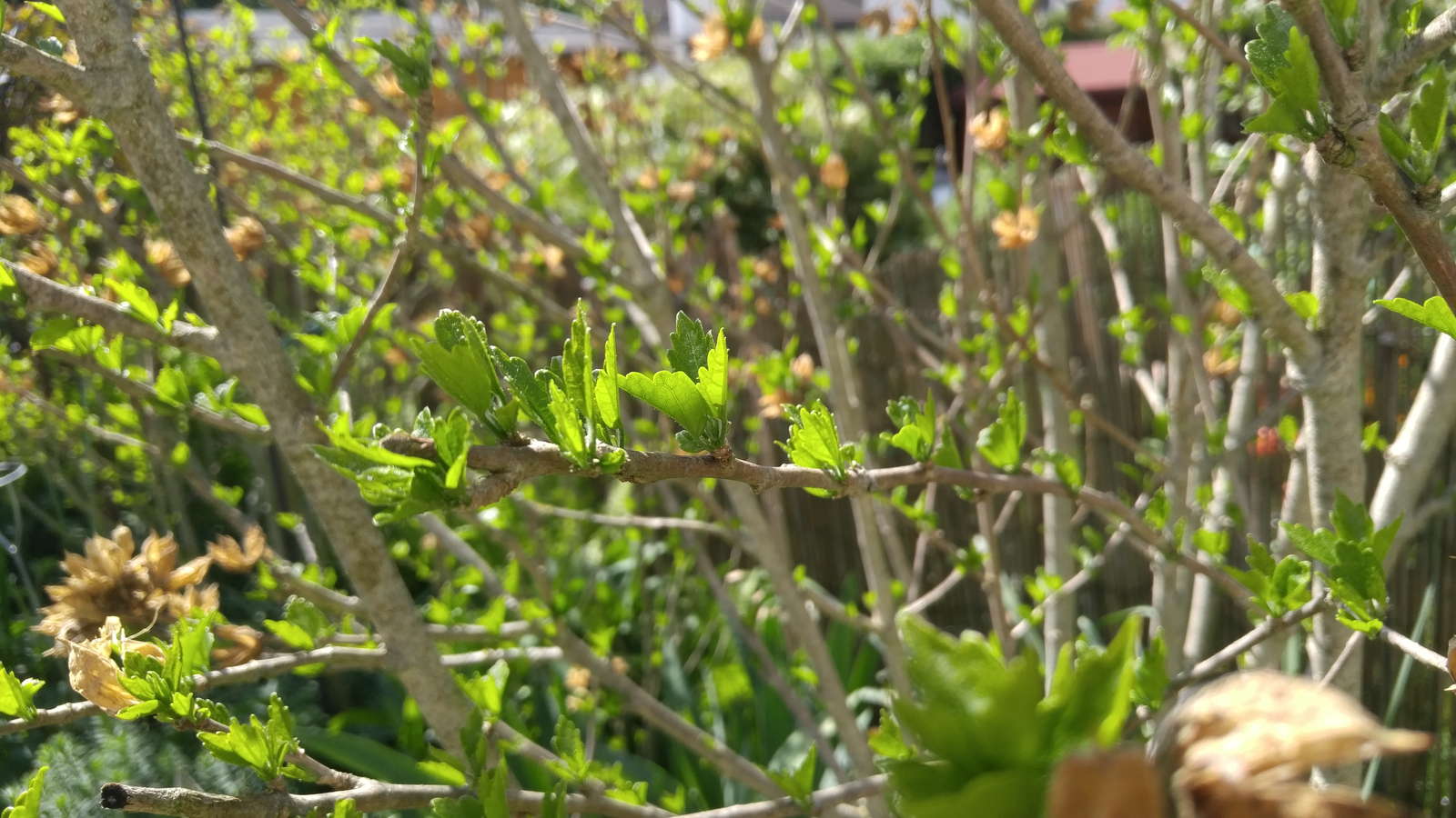 Hibiskus Schneiden Tipps Zum Zeitpunkt Vorgehen
