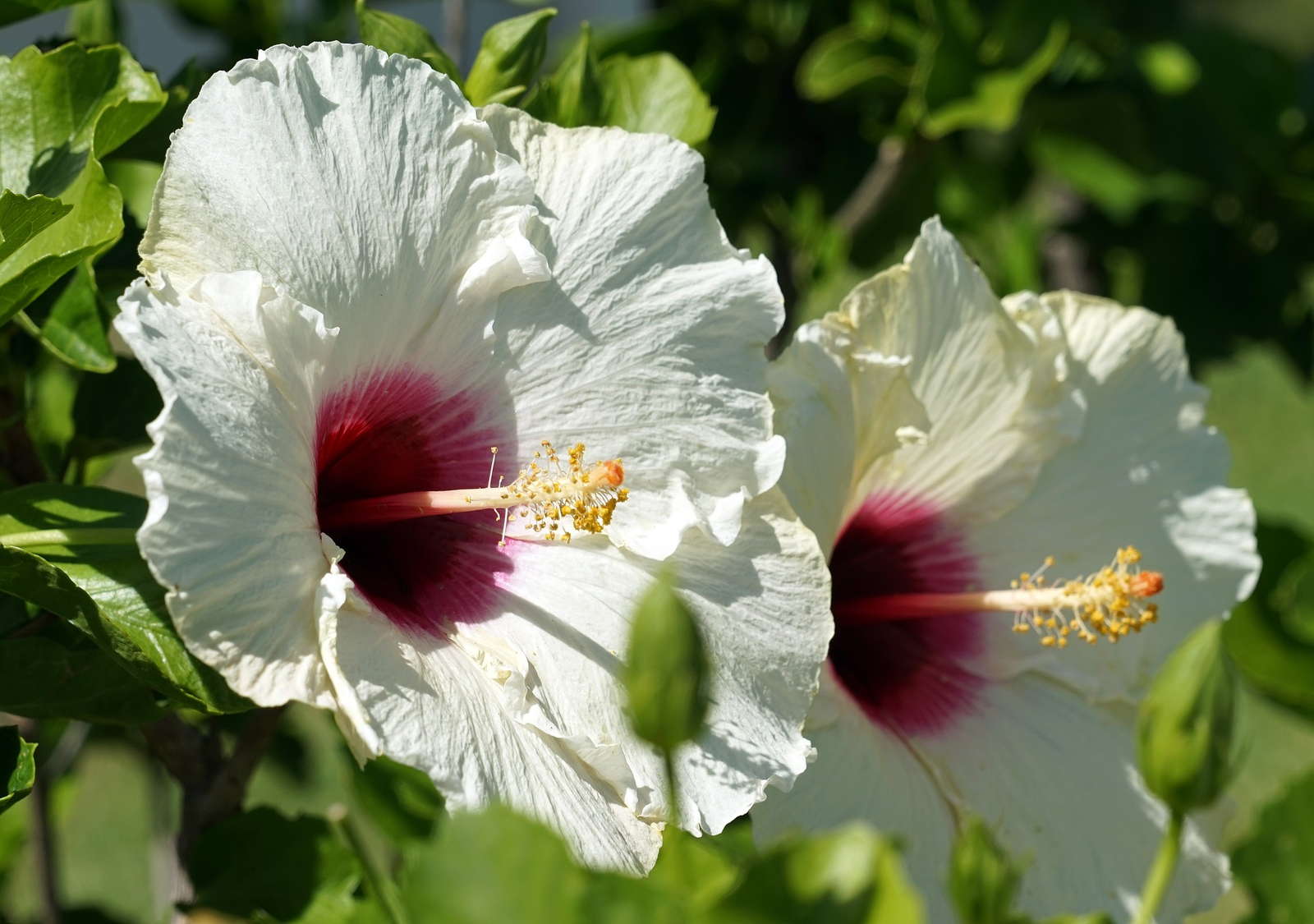 Hibiskus pflanzen Standort, Zeitpunkt & Plantura