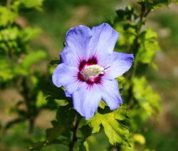 Hibiskus pflanzen Standort, Zeitpunkt & Plantura