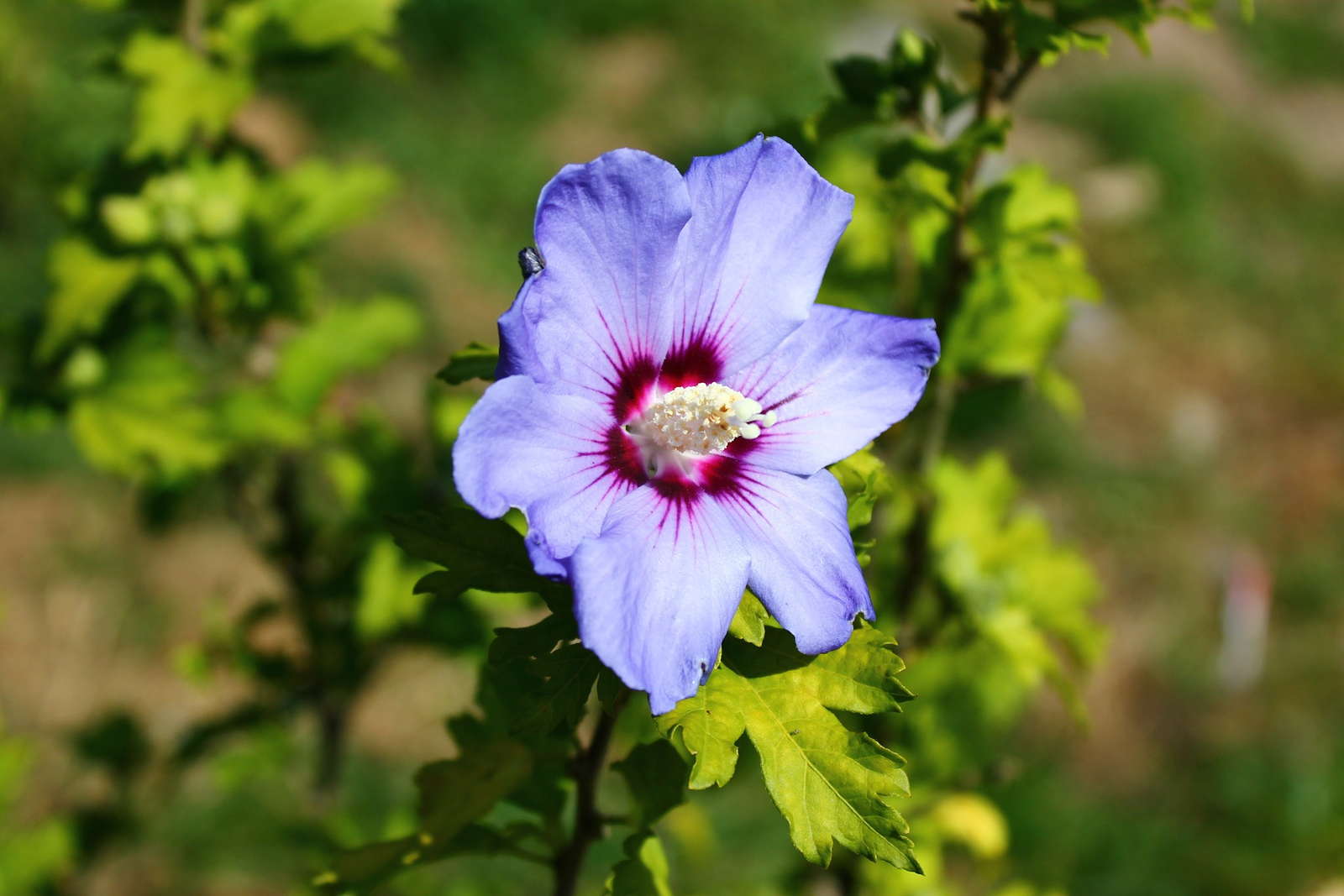 Hibiskus pflegen Expertentipps zur perfekten Pflege Plantura