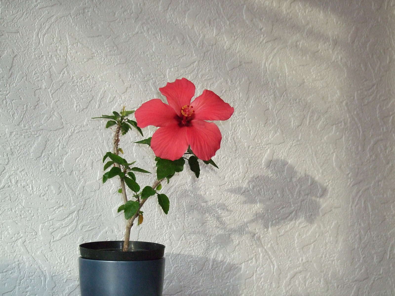 Hibiskus pflanzen Expertentipps für Standort & Vermehrung Plantura