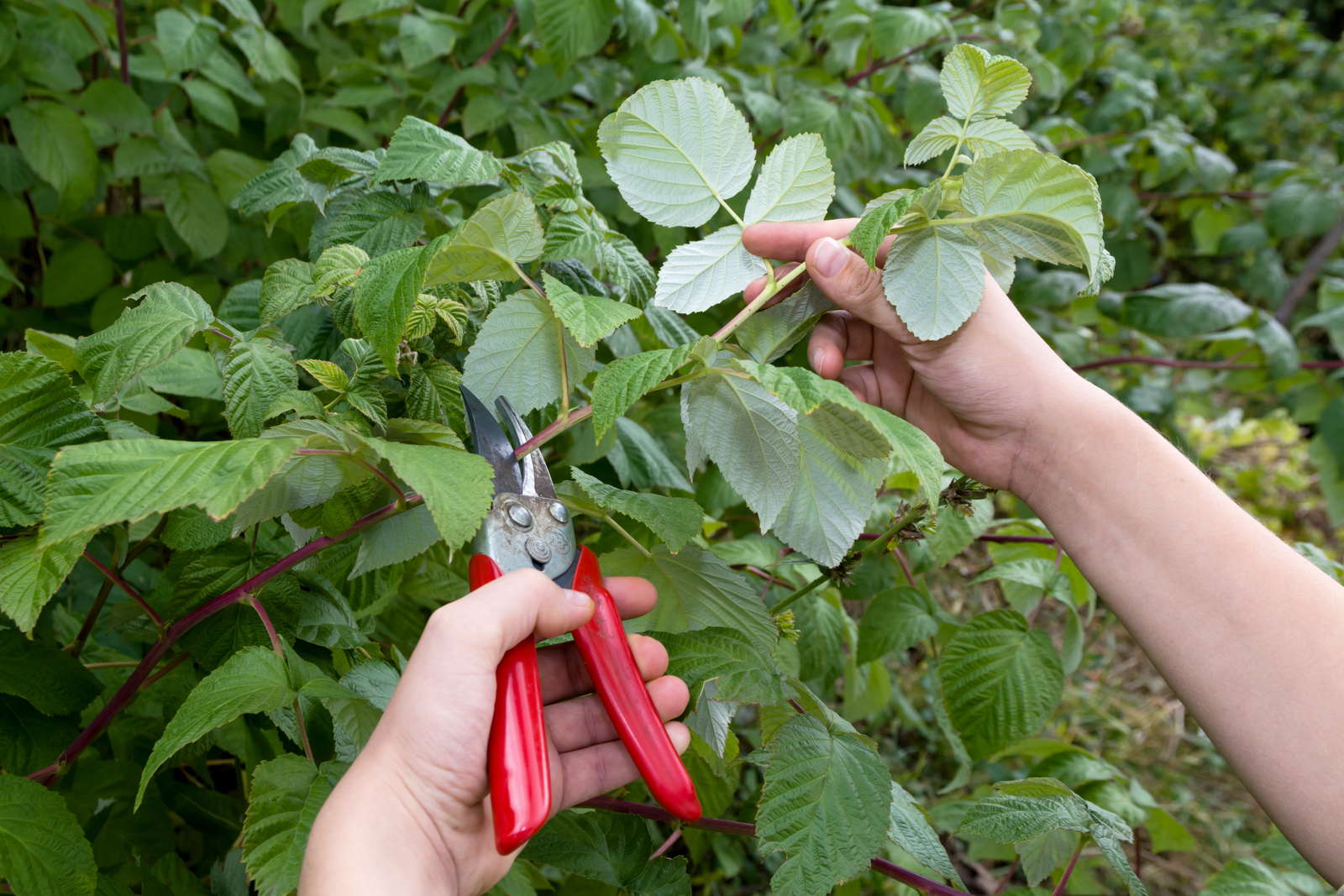Himbeeren schneiden Tipps vom Profi Plantura