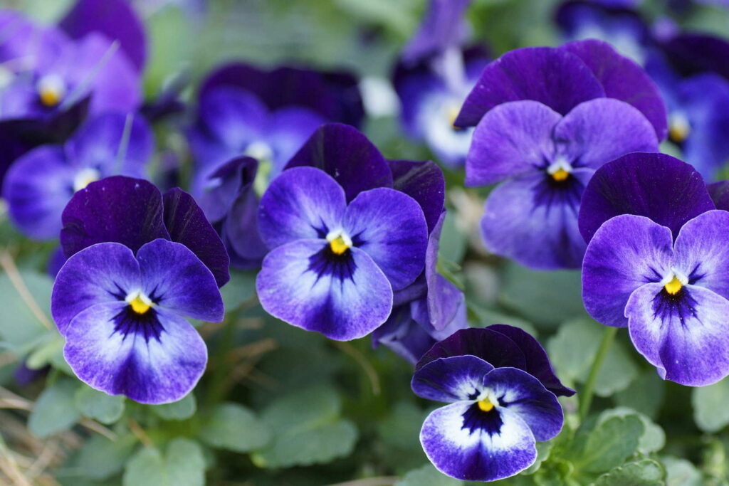 Hornveilchen violett blau