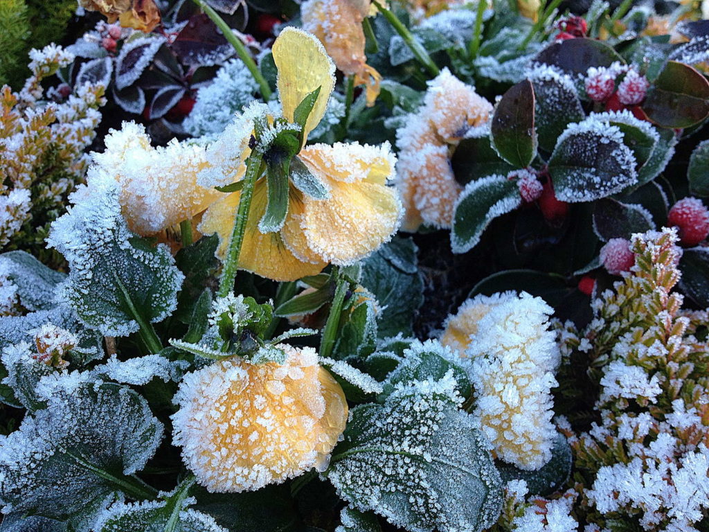 Hornveilchen Frost