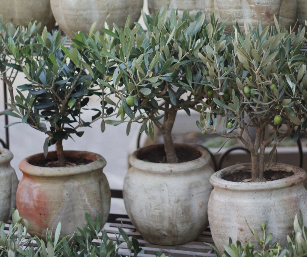 Olivenbaum Der mediterrane Baum im Garten Plantura
