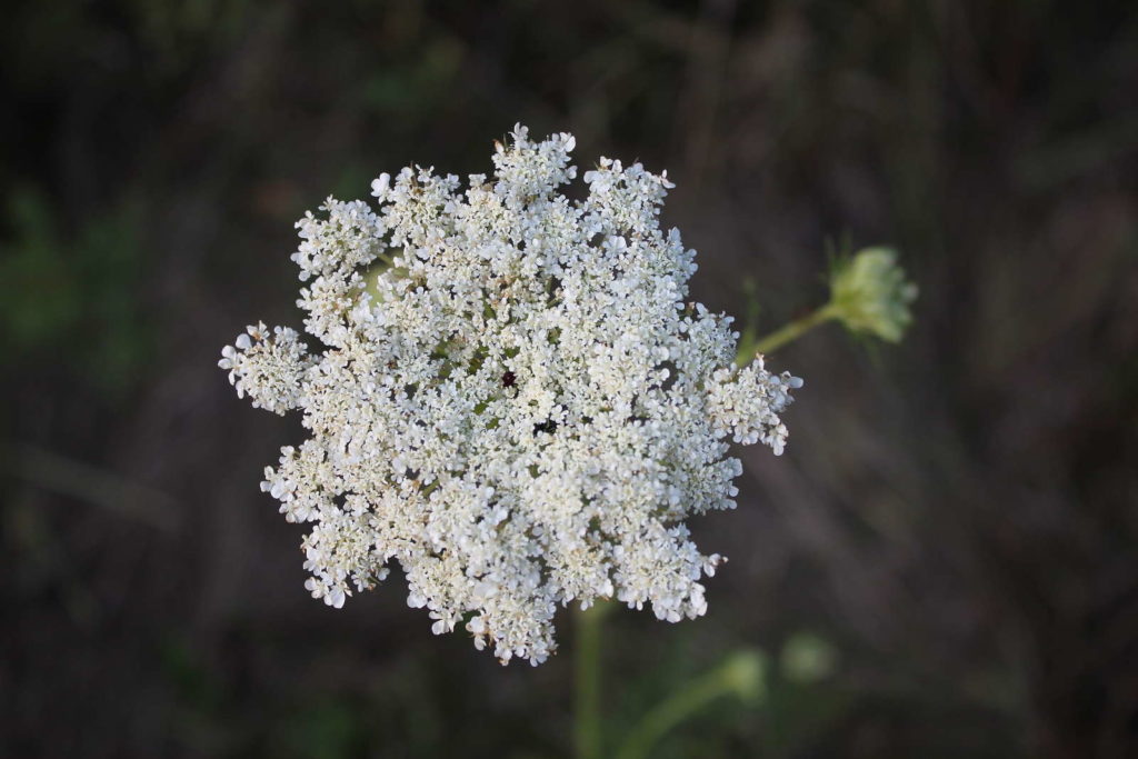 Karotte Blüte weiß