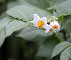 Kartoffelblüte