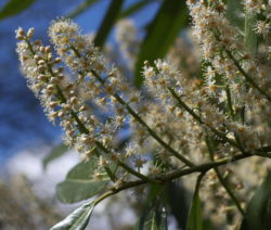 Kirschlorbeer Blüten