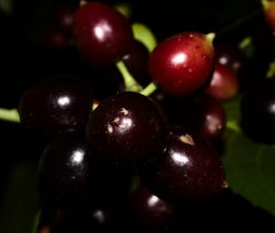 Kirschlorbeer Giftig Fur Mensch Hund Co Plantura