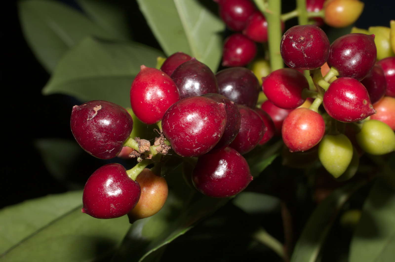 Kirschlorbeer Giftig Fur Mensch Hund Co Plantura