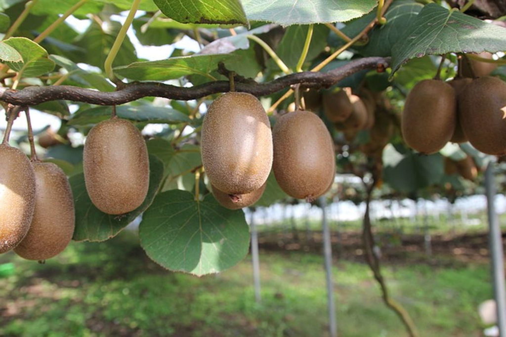 Kiwis am Baum