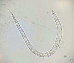 Nematoden bekämpfen So wird man Fadenwürmer im Garten los