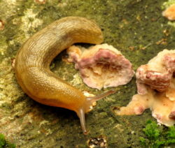 Nematode_als_Nützlinge_Bekämpfen_Schnecke