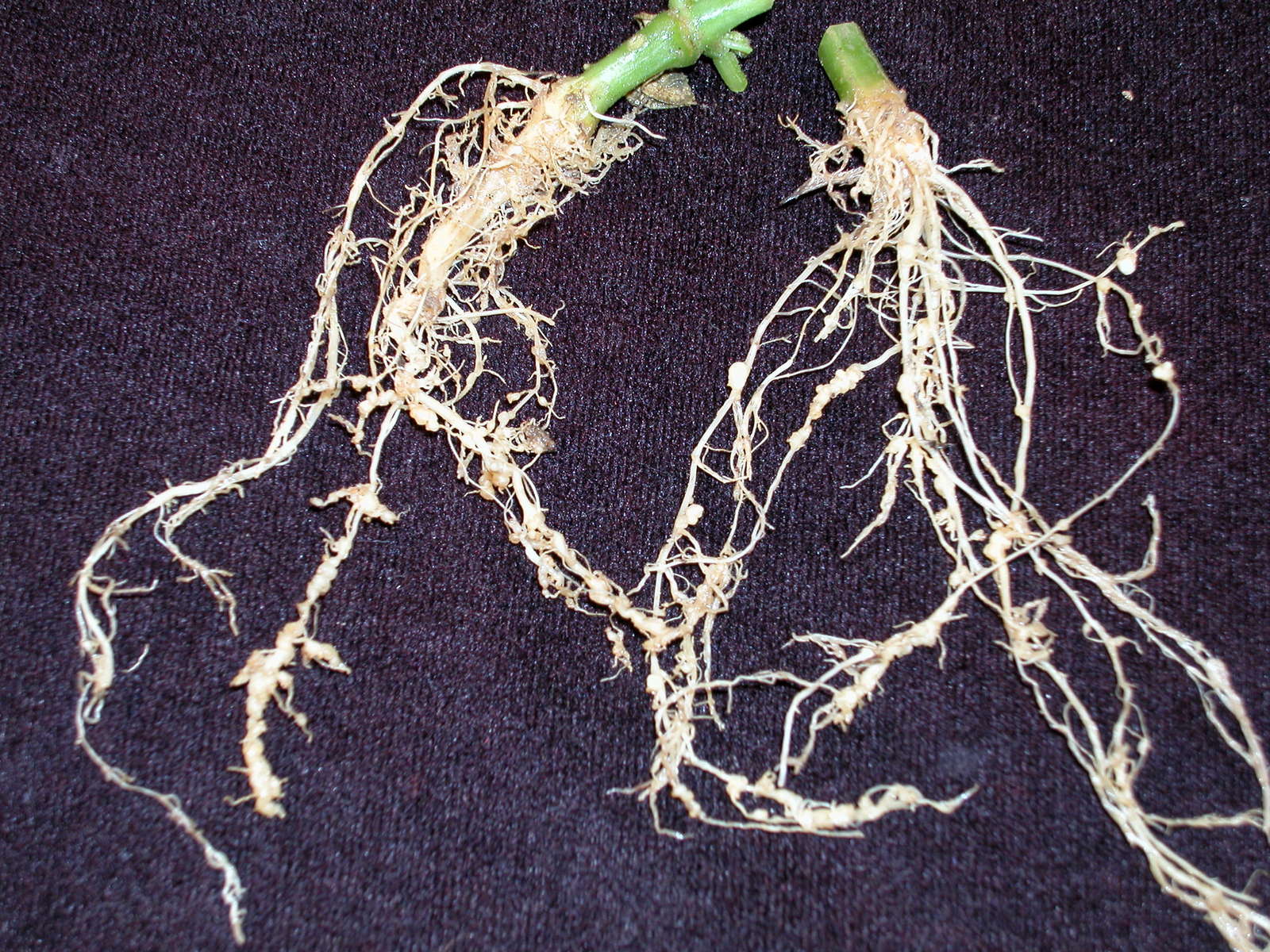 Nematoden