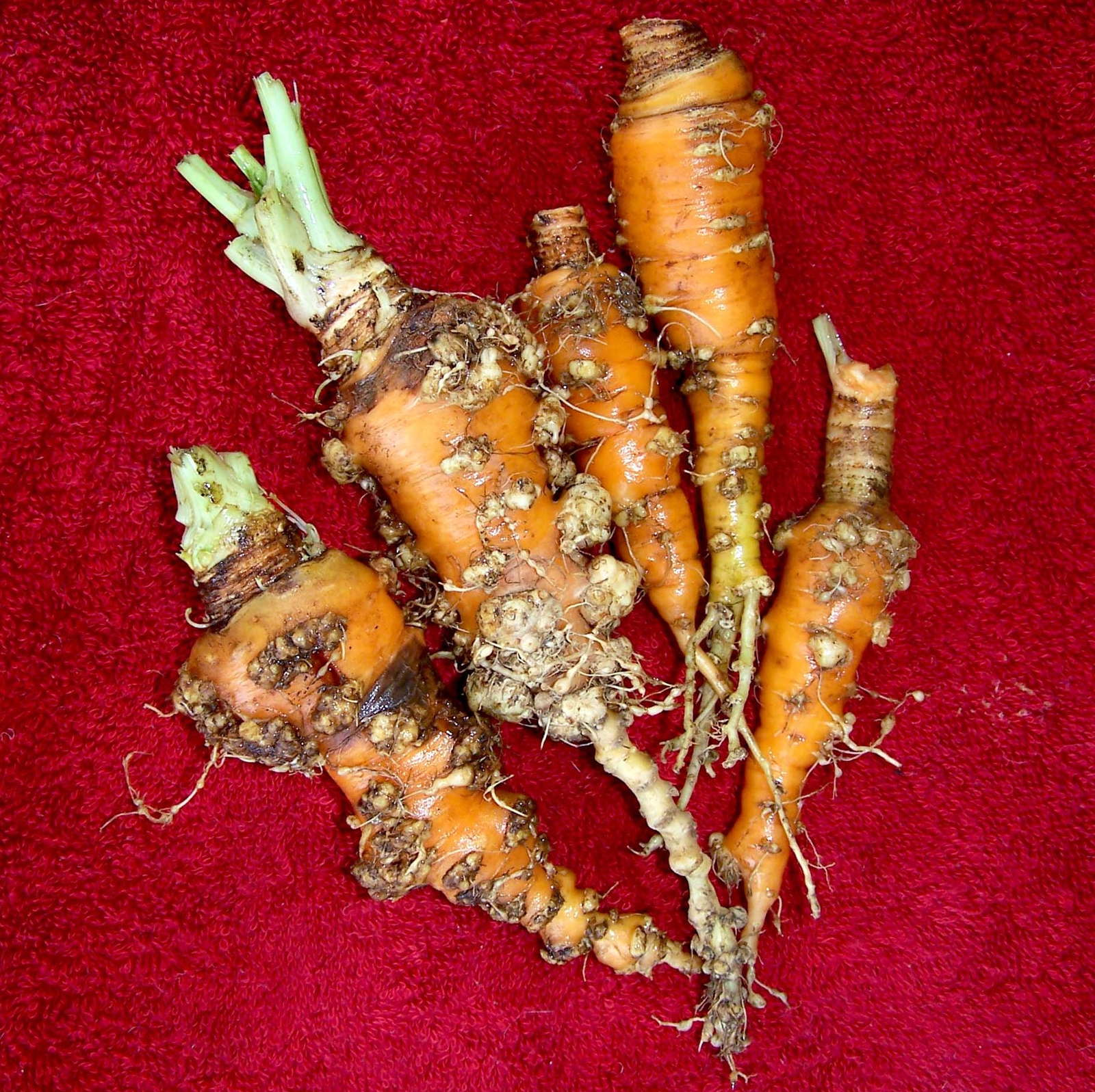 Nematoden bekämpfen So wird man Fadenwürmer im Garten los