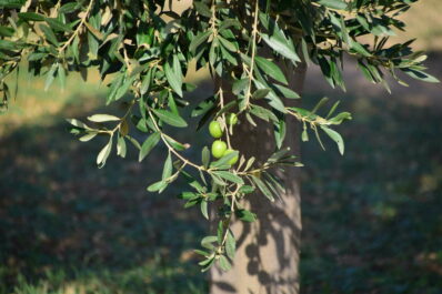 Olivenbaum: Alles zum Pflanzen, Pflegen & Überwintern