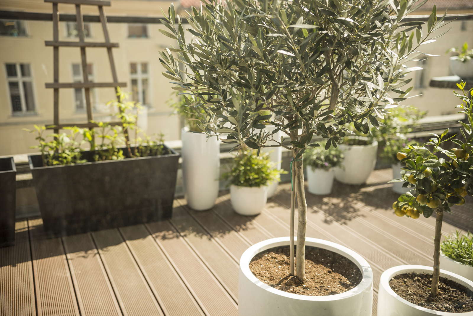 Olivenbaum Pflanzen Pflegen Plantura