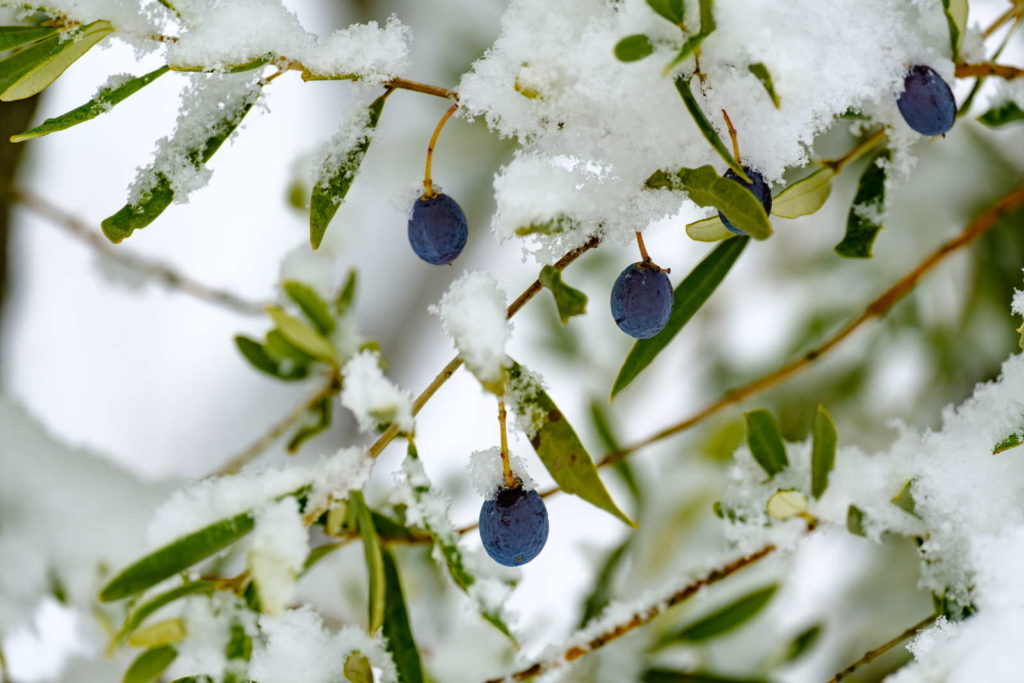 Olivenbaum mit Schnee bedeckt
