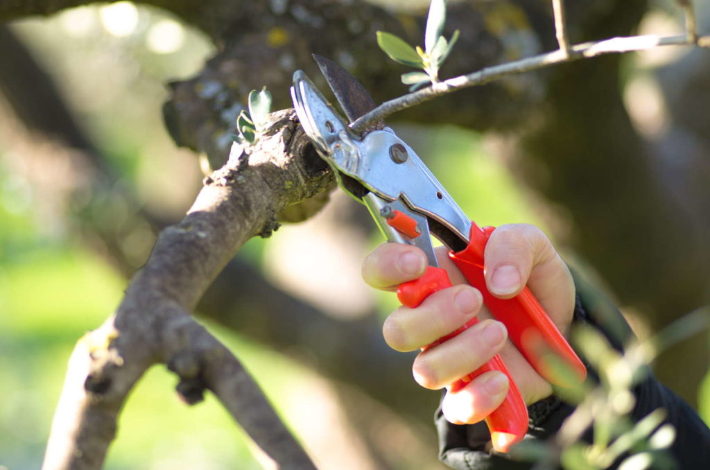 Olivenbaum wird mit Gartenwerkzeug geschnitten