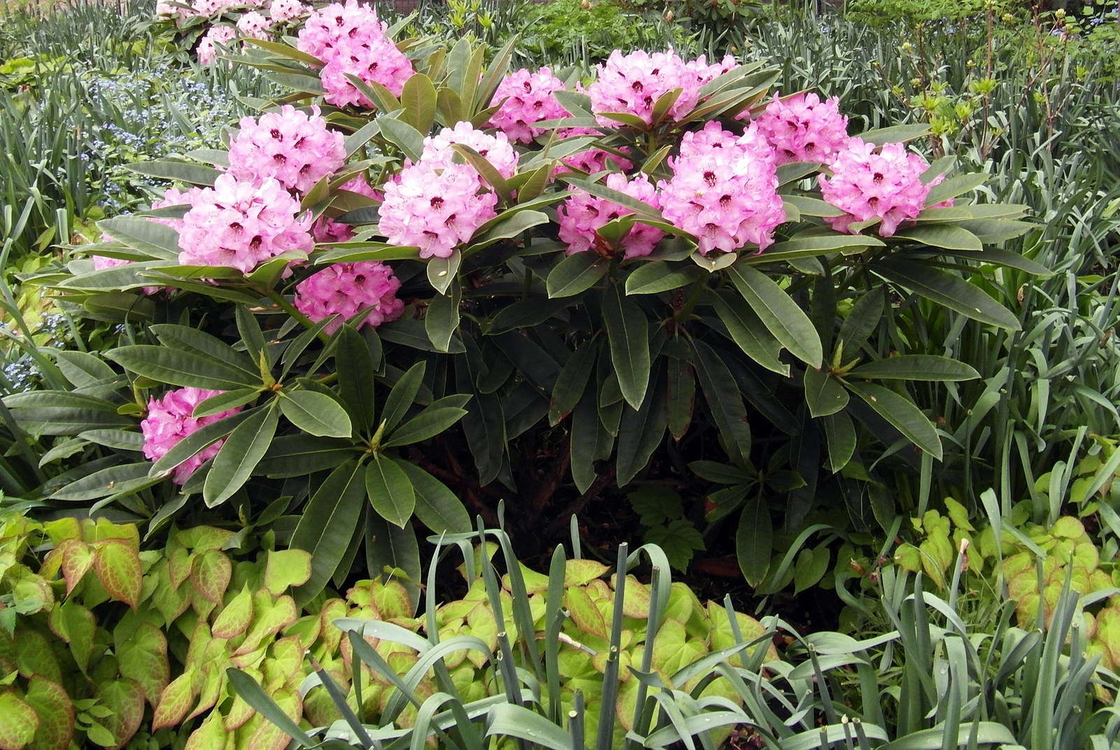 Rhododendron schneiden: Wann und wie richtig schneiden ...