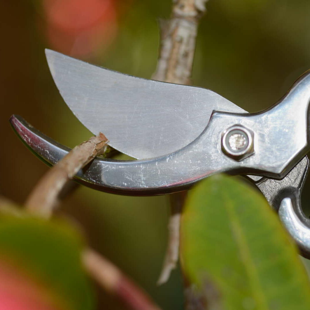 Rhododendron schneiden: Wann & wie? - Plantura