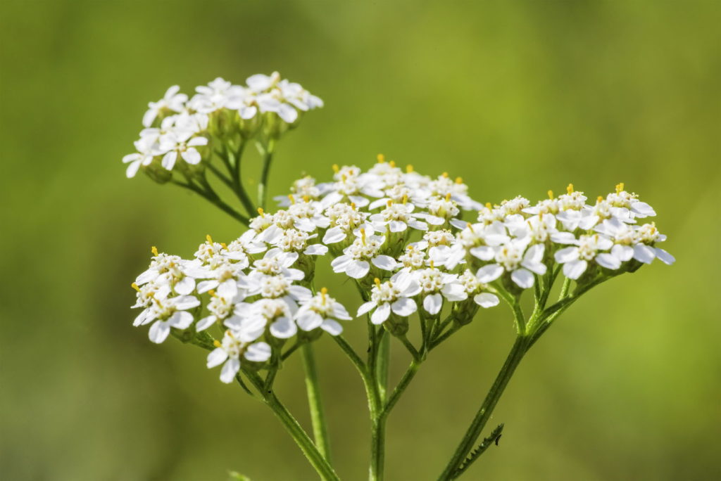 Schafsgarbe Blüte nah in der Wiese