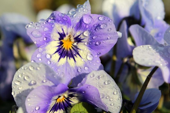 Welche Pflanzengattung versteckt sich hinter dem Namen "Viola"?