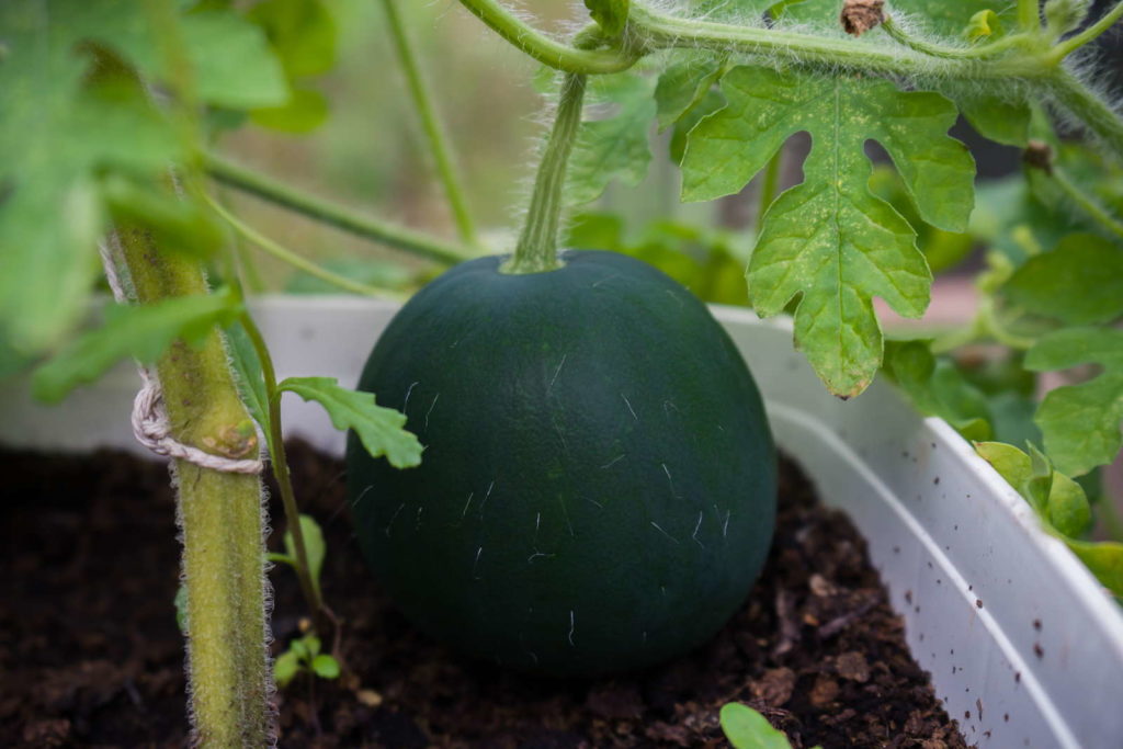 Sugar Baby Wassermelone