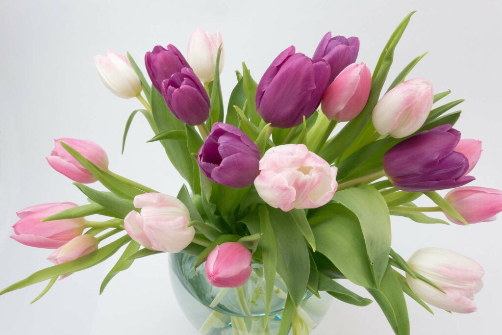 Tulpen Vase violette rosa weiße Blüten