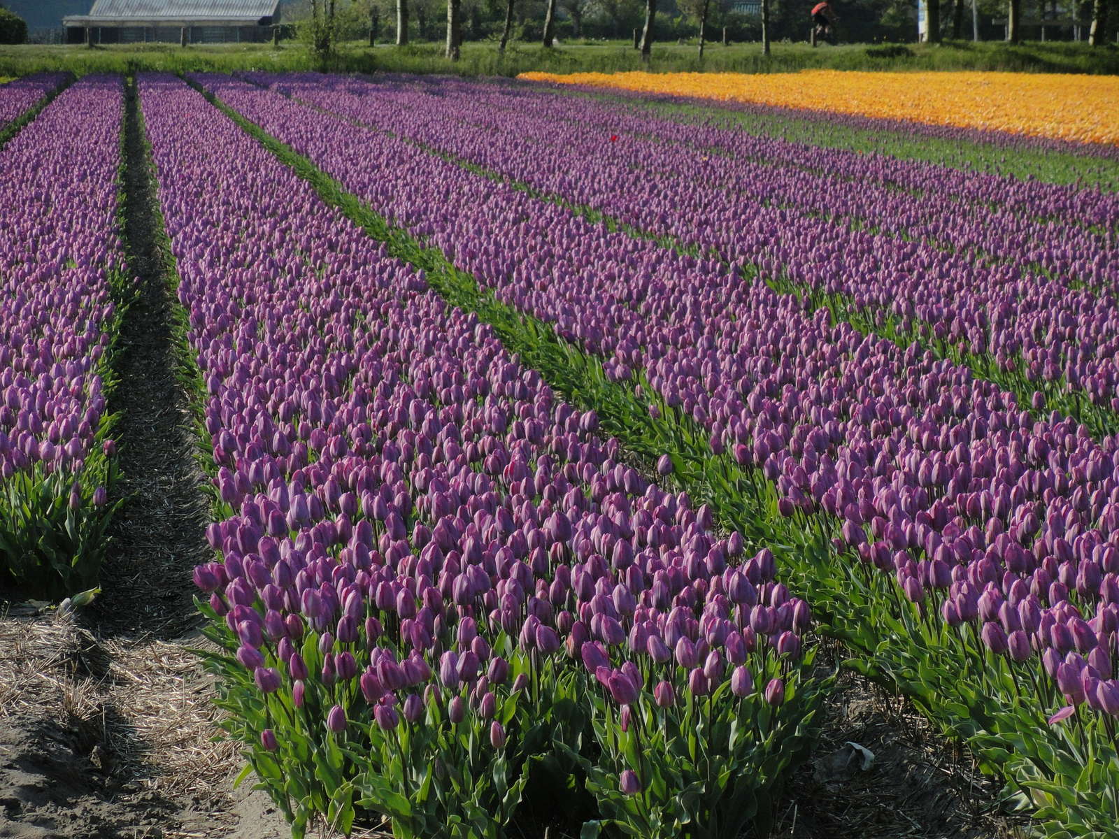 garten tulpe