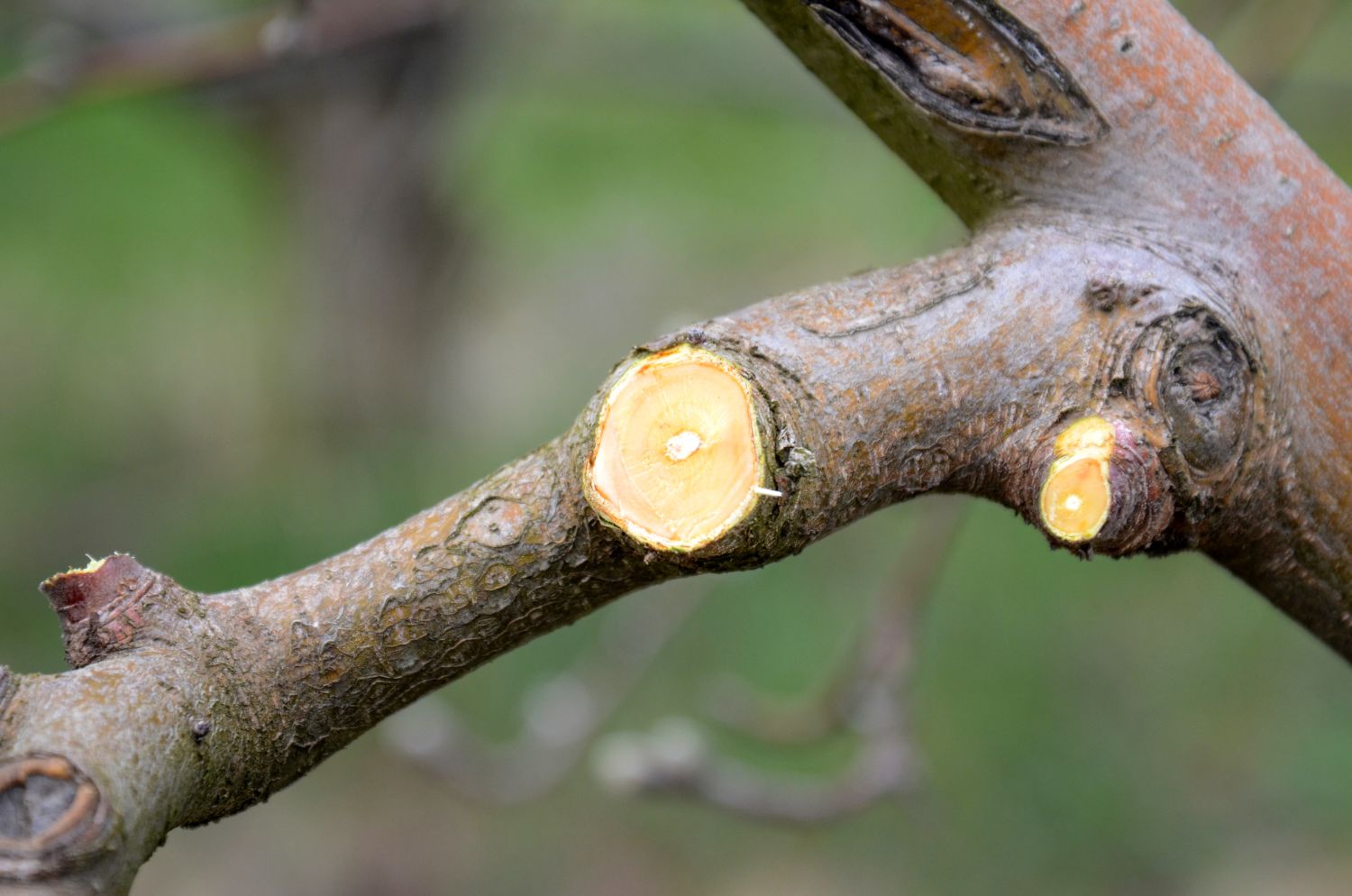 Apfelbaum schneiden: Wann & wie geht man vor? - Plantura