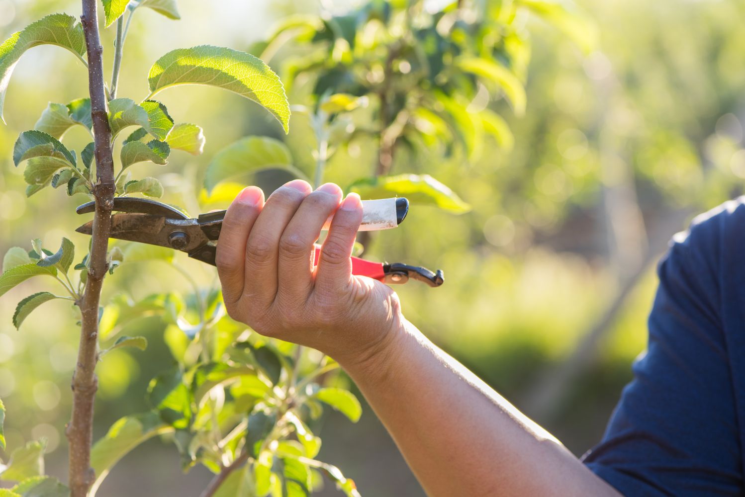 Apfelbaum schneiden Anleitung vom Experten Plantura