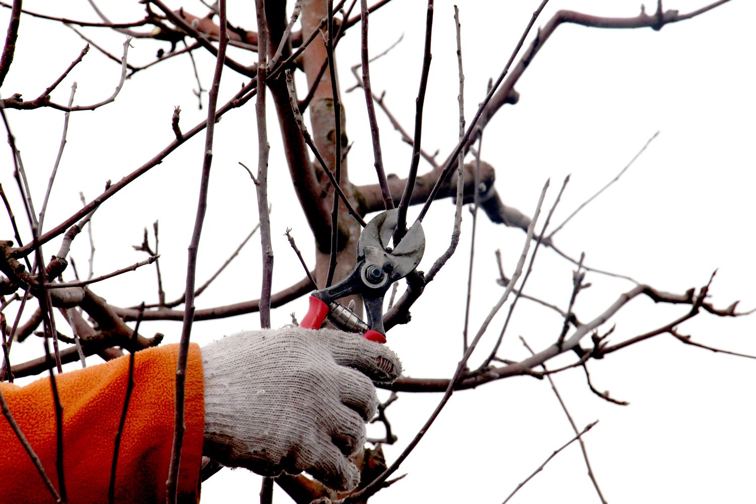 Apfelbaum schneiden Anleitung vom Experten Plantura