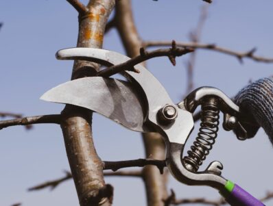 Birnbaum schneiden: Tipps & Tricks vom Experten