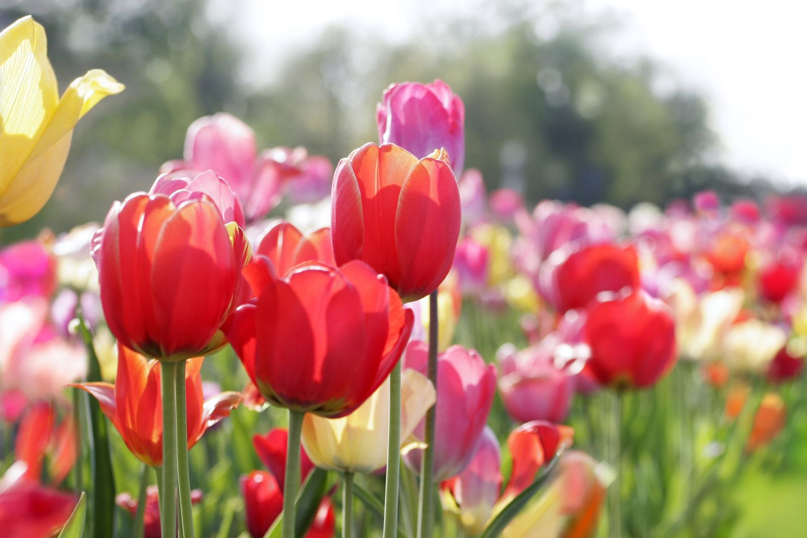 Tulpen pflanzen Wann, wo & wie? Plantura