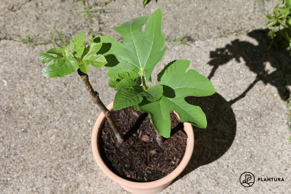 Feigenbaum-Stecklinge