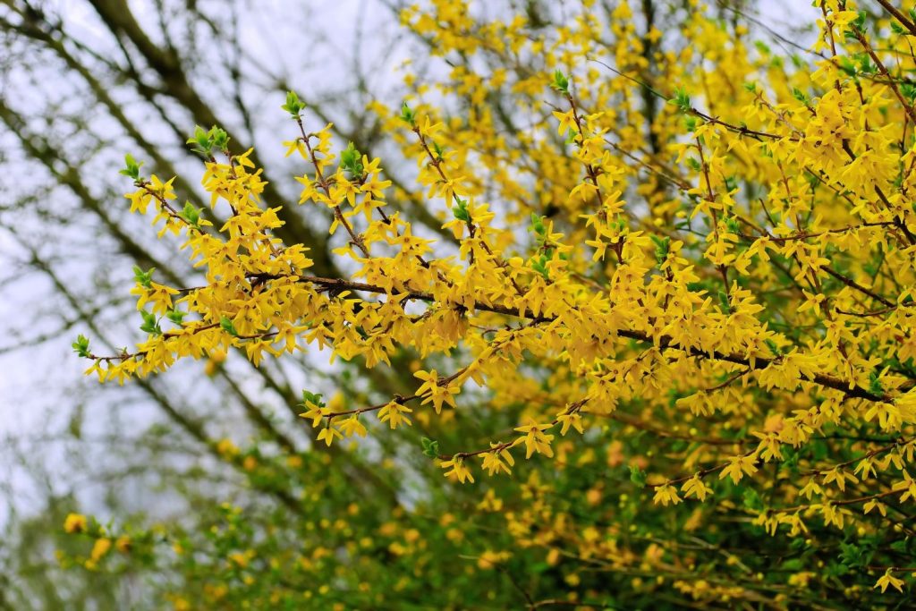 Blüten der Forsythie