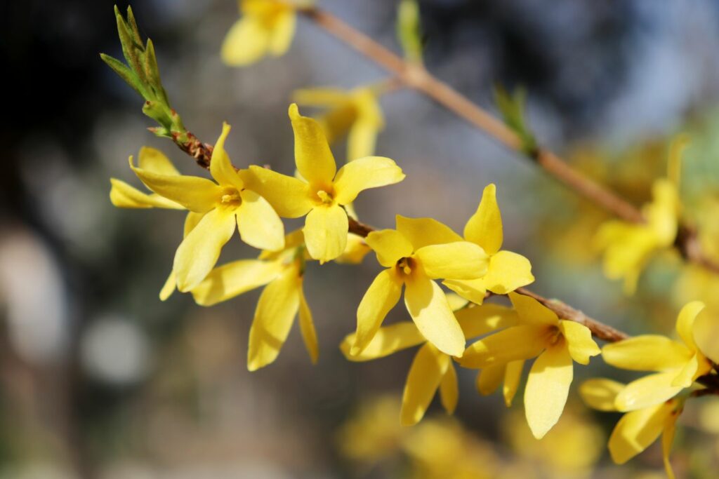 Forsythien-Blüten