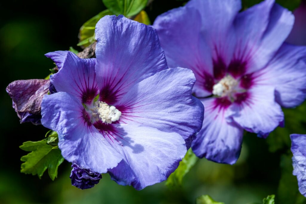 blauer Hibiskus