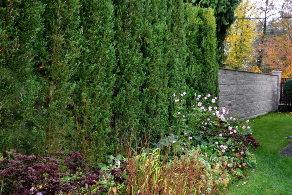 Hecke im Garten