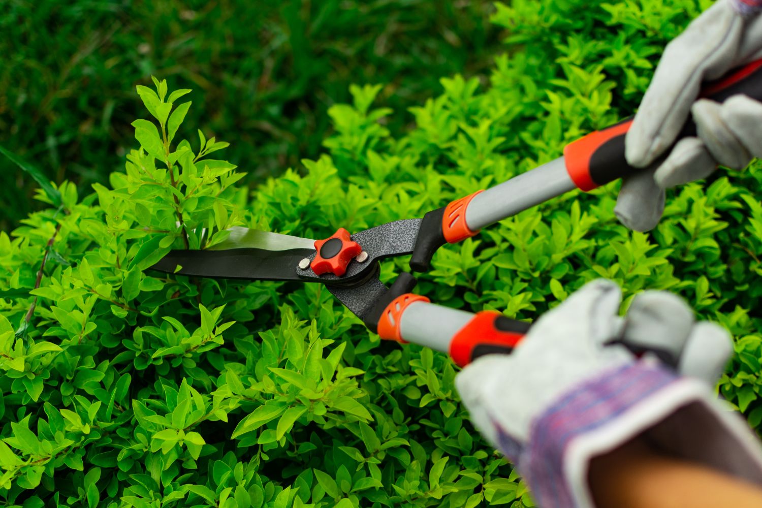 Hecke schneiden Gesetz und Zeitpunkt beachten Plantura